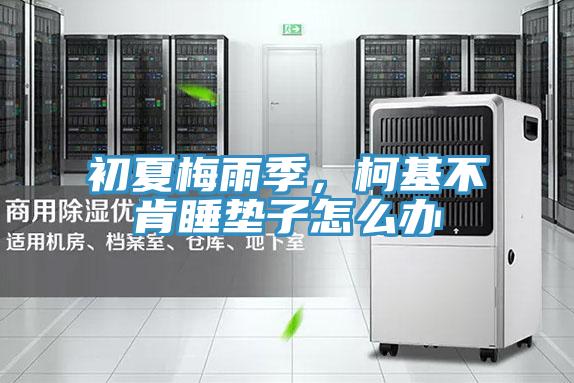 初夏梅雨季，柯基不肯睡墊子怎么辦