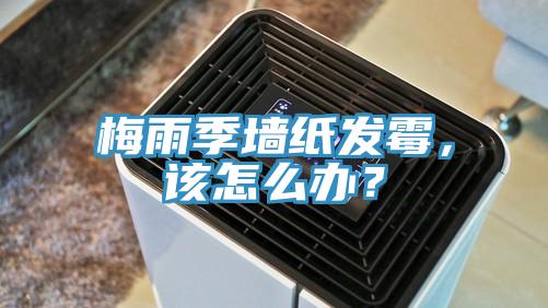 梅雨季墻紙發(fā)霉，該怎么辦？