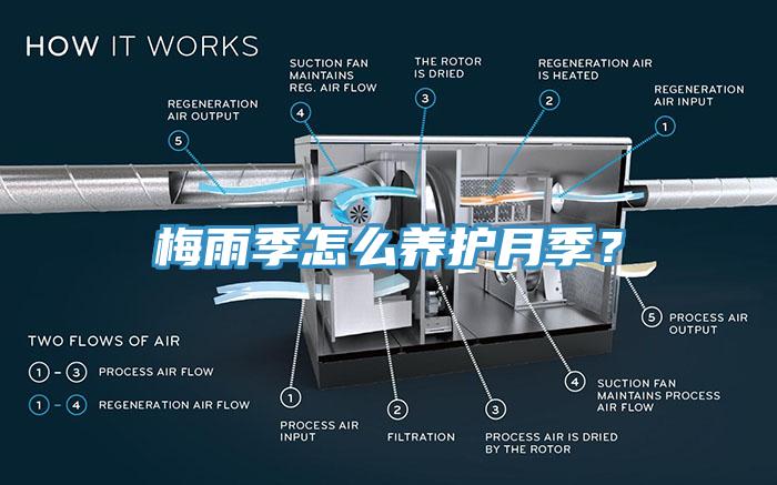 梅雨季怎么養護月季？
