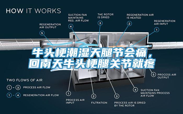 牛頭梗潮濕天腿節(jié)會(huì)痛，回南天牛頭梗腿關(guān)節(jié)就疼