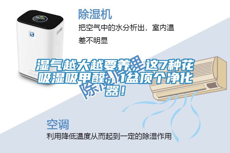 濕氣越大越要養(yǎng)，這7種花吸濕吸甲醛，1盆頂個(gè)凈化器！
